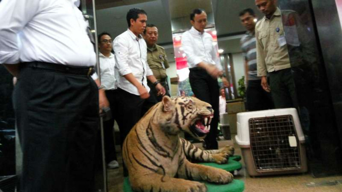 Harimau Sumatera yang telah diawetkan dan Elang Jawa milik Ketua PARFI Gatot Brajamusti saat akan diserahkan BKSDA Jakarta, Senin (29/8/2016).