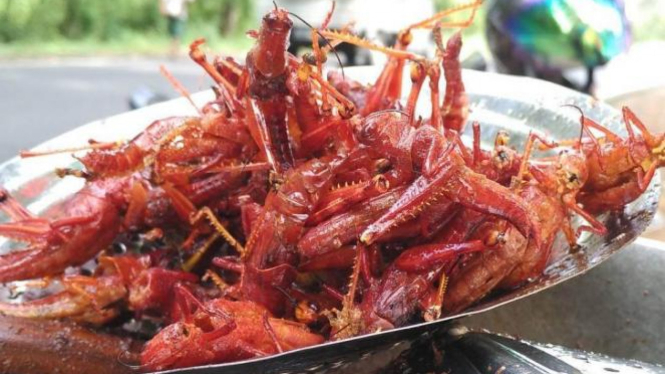 Belalang goreng.