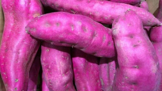 Alasan Ubi Ungu Baik Dijadikan Makanan Pendamping ASI
