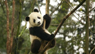 Hubungan Memburuk, Panda Kembar di Jepang Dipulangkan ke China