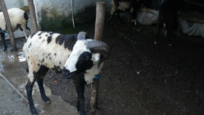 Kambing yang dijajakan di pinggir jalan untuk hewan kurban.