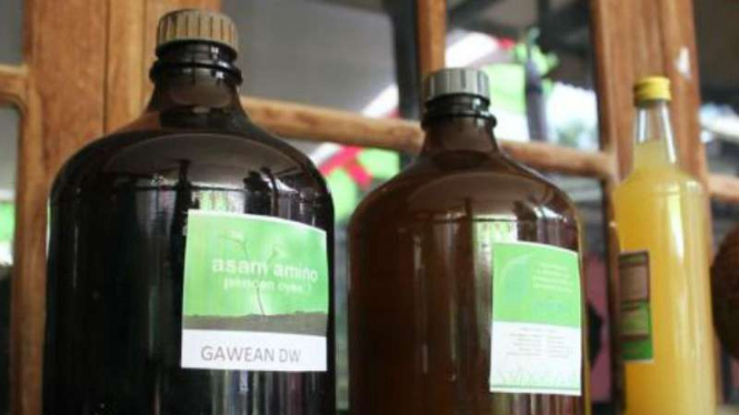Pupuk organik Asam Amino berbahan dasar hama sawah, keong emas, hasil inovasi sekelompok petani di Kecamatan Ngaliyan, Kota Semarang, Jawa Tengah.
