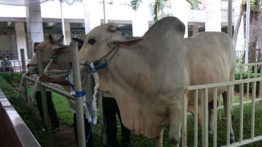 Sapi kurban sumbangan Presiden RI dan Wapres RI di masjid Istiqlal, Jakarta.