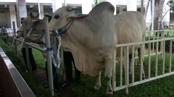Ilustrasi sapi kurban di Masjid Istiqlal.