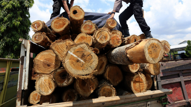 Kayu jati industri 