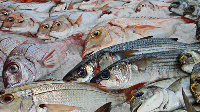 Ilustrasi ikan