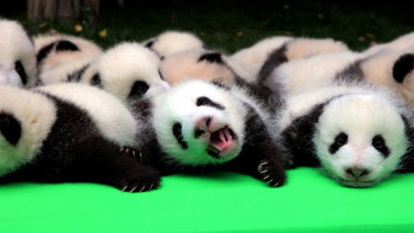 Bayi Panda