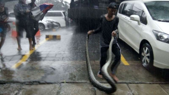 Ular Sanca Kembang ditemukan saat banjir melanda kawasan Kemang, Jaksel, Selasa, 4 Oktober 2016.