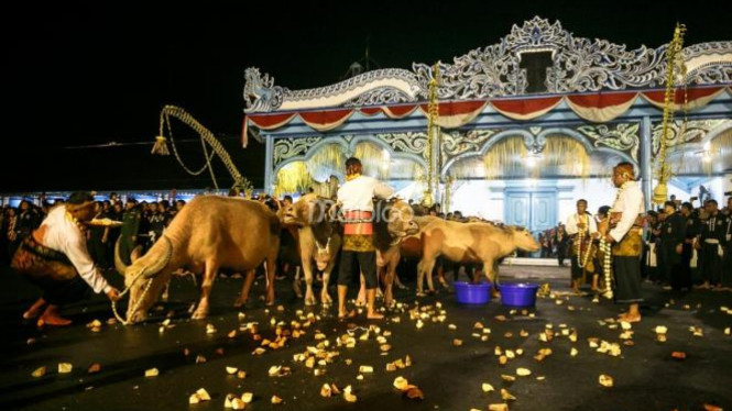 Kawanan Kebo Bule keramat keturunan Kyai Slamet saat tiba di depan Kori Kemandungan, Keraton Kasunanan Surakarta.