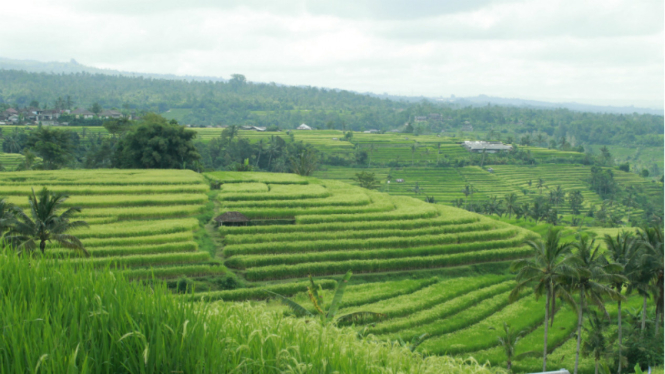 Sistem irigasi subak di Pulau Bali.