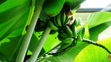 Ilustrasi Pohon Pisang