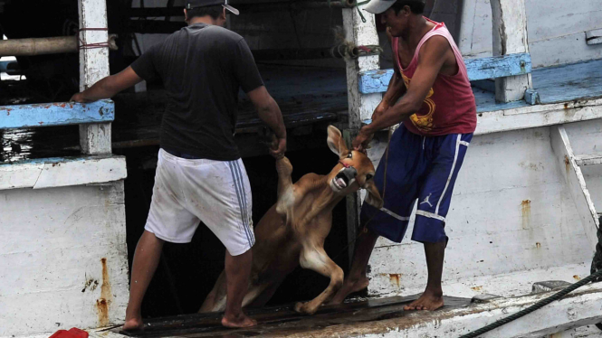 Ilustrasi/Peternak sapi menurunkan hewan ternak mereka dari sebuah kapal di Situbondo Jawa Timur