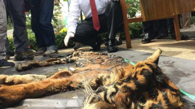 Kulit harimau Sumatera.