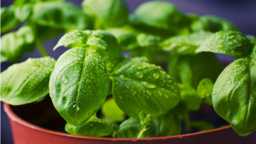 Ilustrasi daun basil