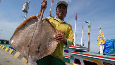 Nelayan menunjukkan tangkapan ikan pari