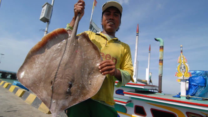 Nelayan menunjukkan tangkapan ikan pari