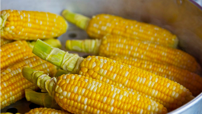 Ilustrasi jagung