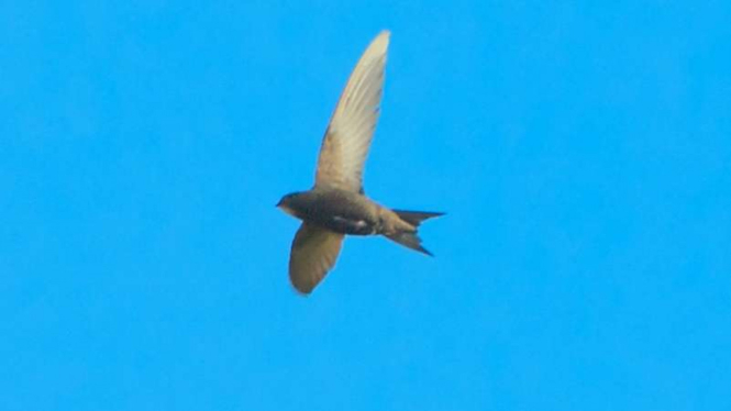 Burung layang-layang