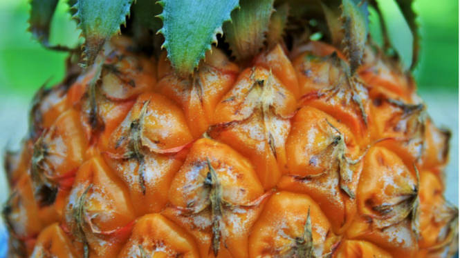 Buah nanas.