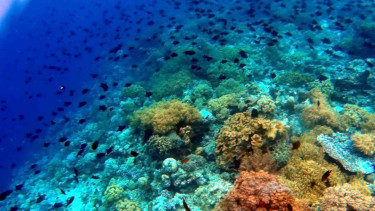 Keindahan Pulau Tomia Wakatobi