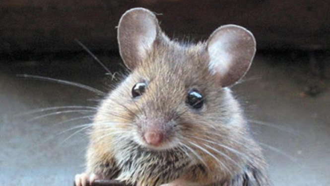 Tikus