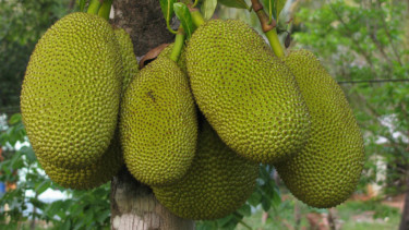 Ilustrasi nangka.