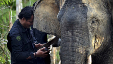 Gajah Sumatera.