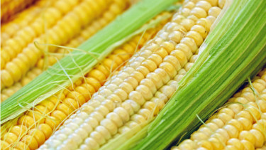 Jagung.
