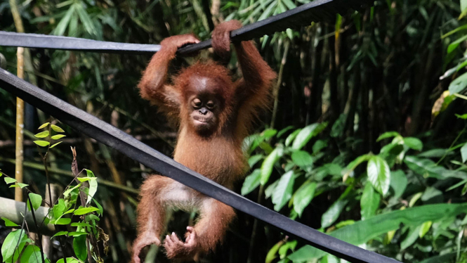 Aktivitas Orangutan di karantina.