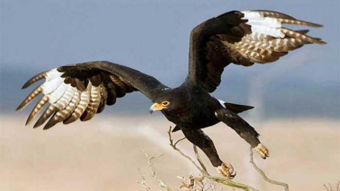 Burung Elang.
