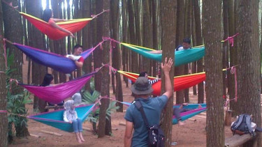 Desa wisata hutan pinus mangunan di 