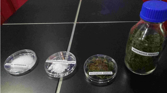 Tanaman Artemisia Annua untuk mengobati malaria.
