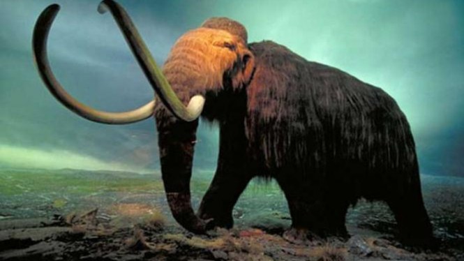 Wolly Mammoth.