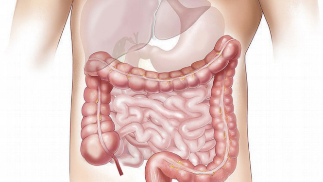 Ilustrasi usus .