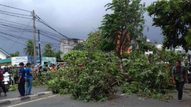 Pohon tumbang akibat angin kencang.