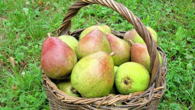 Buah pir.