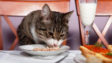 Ilustrasi kucing makan.