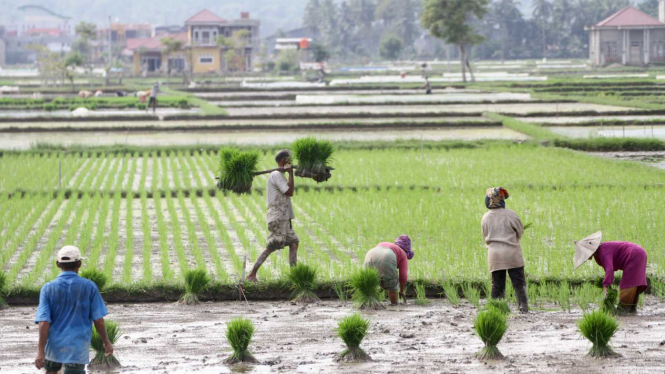 Ilustrasi sawah.
