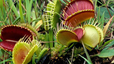 Venus Flytrap.