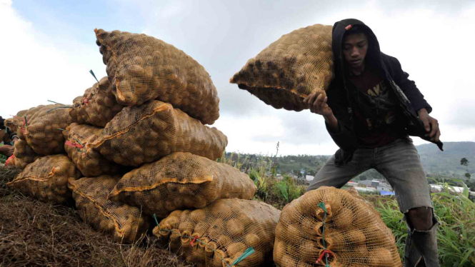 Petani Sulawesi Panen Kentang