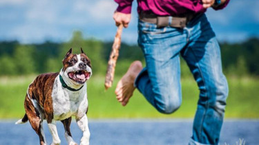 Arti mimpi dikejar anjing