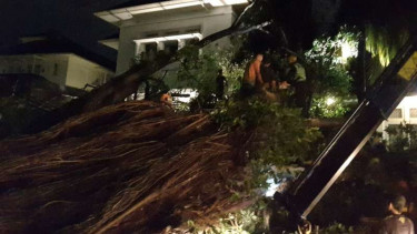 Pohon beringin tumbang akibat hujan deras dan angin kencang.