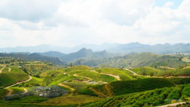 Pemandangan di Puncak Malino.