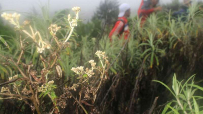 Bunga Edelweis di kawasan Taman Nasional Bromo Tengger Semeru.