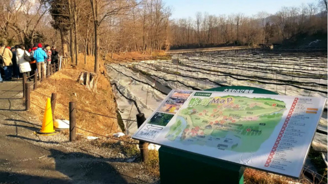Daio Wasabi Farm.