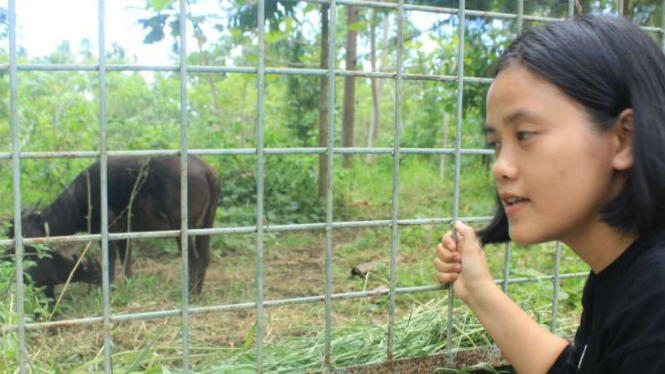 Satwa anoa di penangkaran Balai Penelitian dan Pengembangan Lingkungan Hidup Manado, Sulawesi Utara, pada Rabu, 8 Februari 2017.