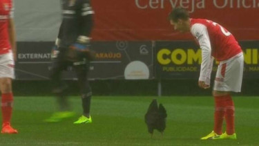 Ayam masuk lapangan di pertandingan Sporting Braga