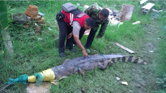 Warga mengamankan buaya liar yang memangsa ikan milik warga di Kota Palembang Sumatera Selatan, Selasa (14/2/2017)