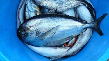 Ilustrasi ikan mentah