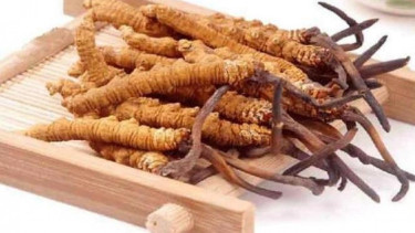 Jamur Cordyceps.